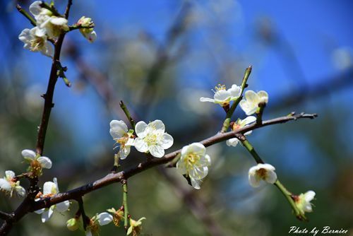 0104 志成梅香02.jpg