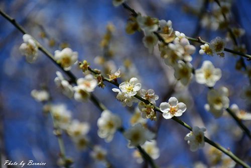 0104 志成梅香13.jpg