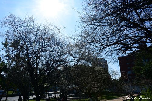 0104 志成梅香06.jpg