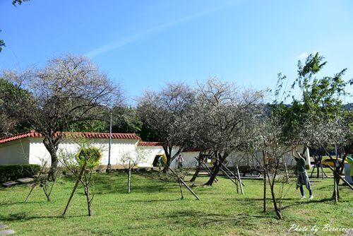 0104 志成梅香07.jpg