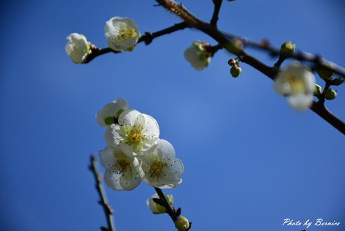 0104 志成梅香09.jpg