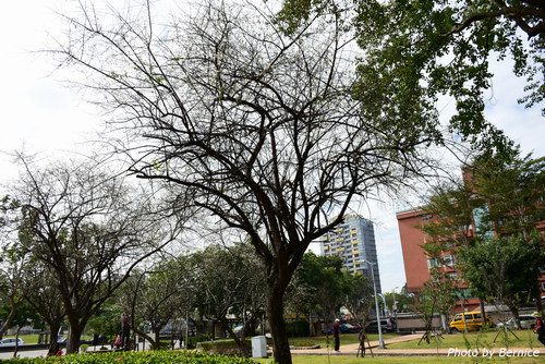 0129 2-志成梅香09