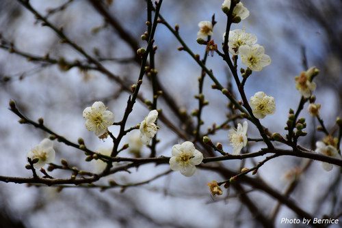 0129 2-志成梅香05