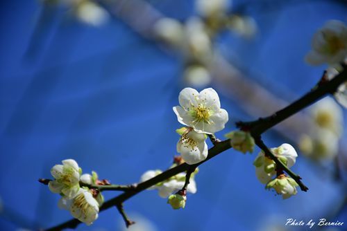 0104 志成梅香15.jpg