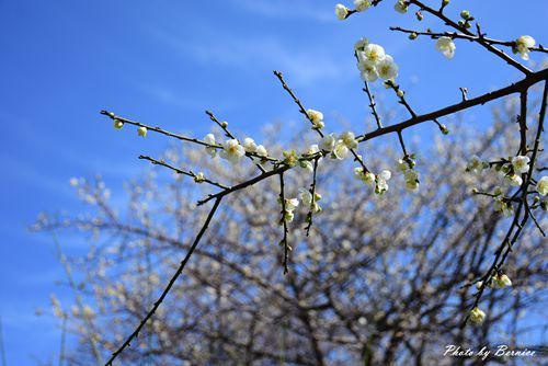 0104 志成梅香10.jpg