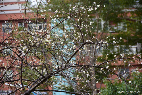 0129 2-志成梅香08