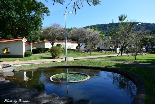 0104 志成梅香14.jpg