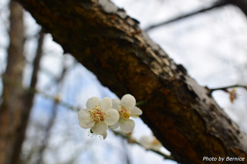 0129 2-志成梅香04