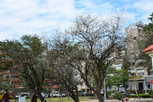 0129 2-志成梅香07