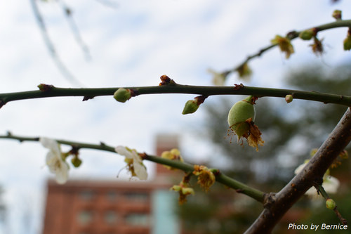 0129 2-志成梅香10