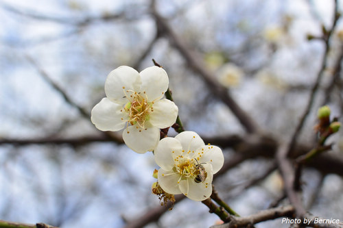 0129 2-志成梅香02