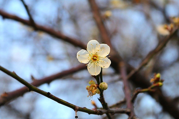 士林志成公園：【台北景點】台北賞梅好去處~士林志成公園賞梅秘境