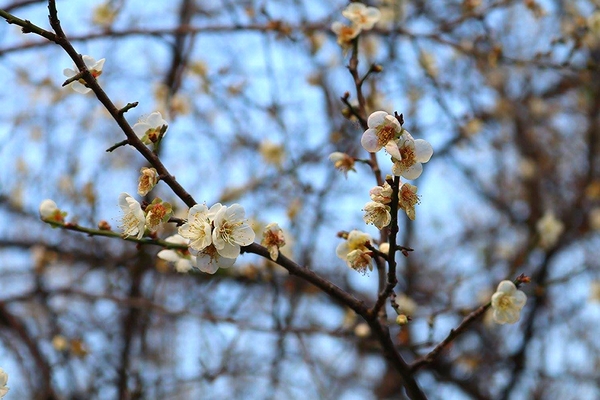 士林志成公園：【台北景點】台北賞梅好去處~士林志成公園賞梅秘境