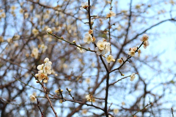 士林志成公園：【台北景點】台北賞梅好去處~士林志成公園賞梅秘境