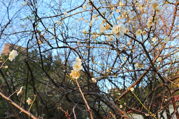 士林志成公園：【台北景點】台北賞梅好去處~士林志成公園賞梅秘境