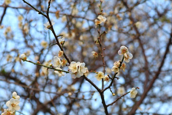 士林志成公園：【台北景點】台北賞梅好去處~士林志成公園賞梅秘境