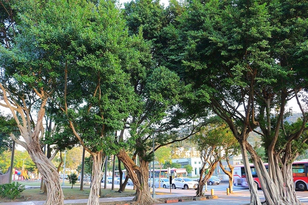 士林志成公園：【台北景點】台北賞梅好去處~士林志成公園賞梅秘境
