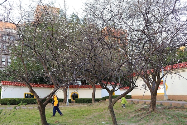 士林志成公園：【台北景點】台北賞梅好去處~士林志成公園賞梅秘境