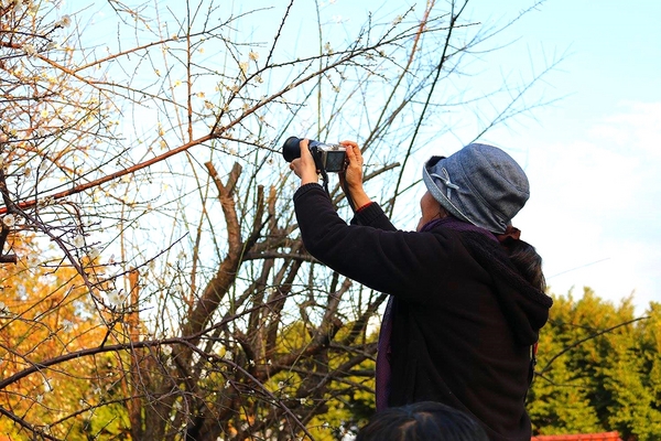 士林志成公園：【台北景點】台北賞梅好去處~士林志成公園賞梅秘境