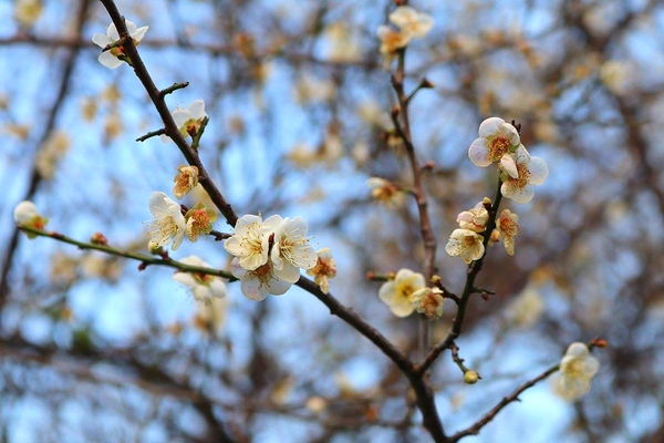 士林志成公園：【台北景點】台北賞梅好去處~士林志成公園賞梅秘境