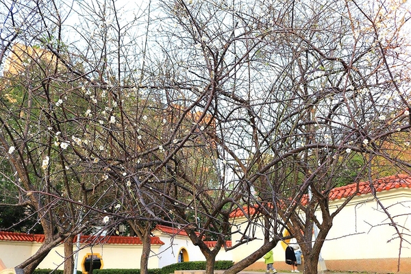 士林志成公園：【台北景點】台北賞梅好去處~士林志成公園賞梅秘境
