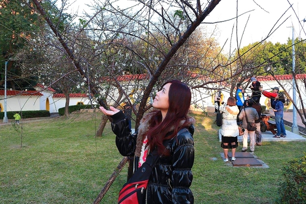 士林志成公園：【台北景點】台北賞梅好去處~士林志成公園賞梅秘境