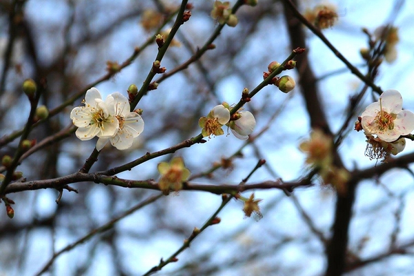 士林志成公園：【台北景點】台北賞梅好去處~士林志成公園賞梅秘境