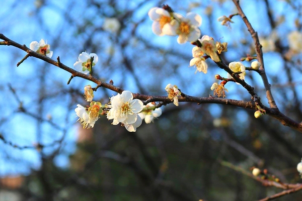 士林志成公園：【台北景點】台北賞梅好去處~士林志成公園賞梅秘境