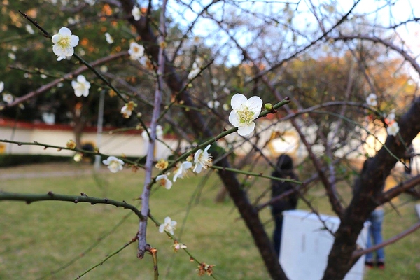 士林志成公園：【台北景點】台北賞梅好去處~士林志成公園賞梅秘境