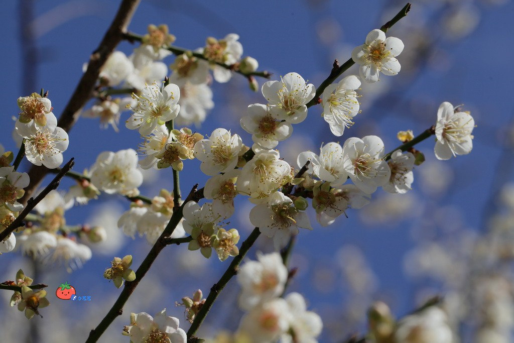 2018志成公園梅花花況