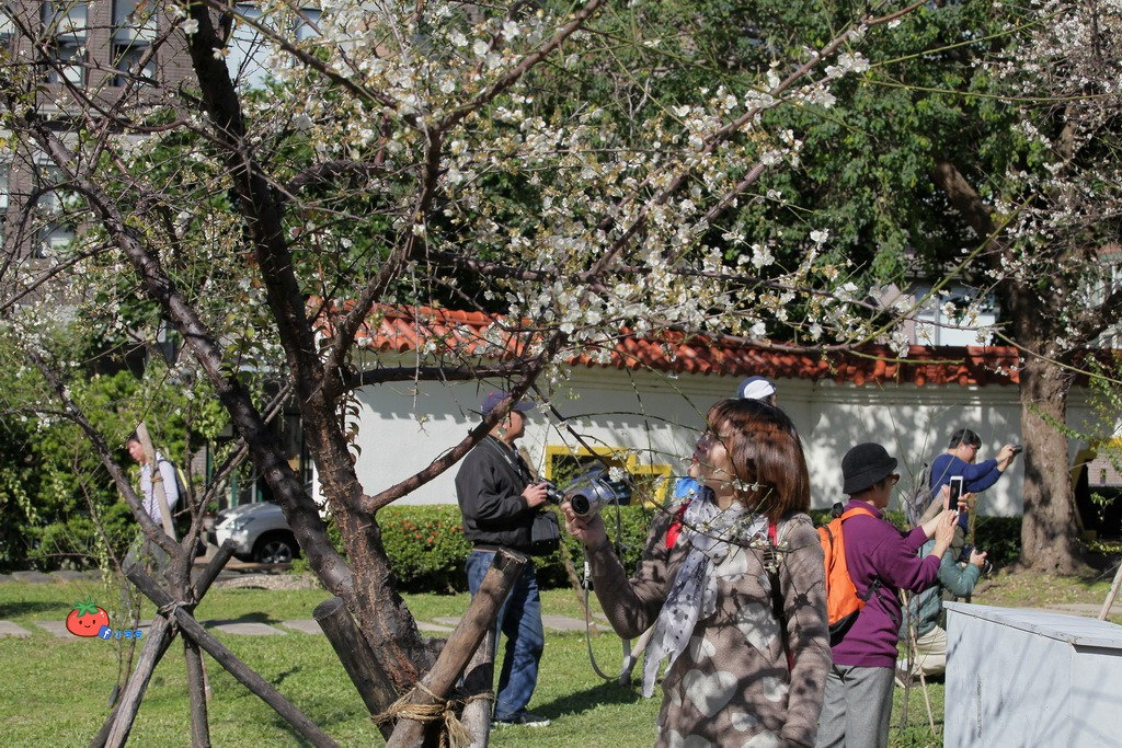 2018志成公園梅花花況