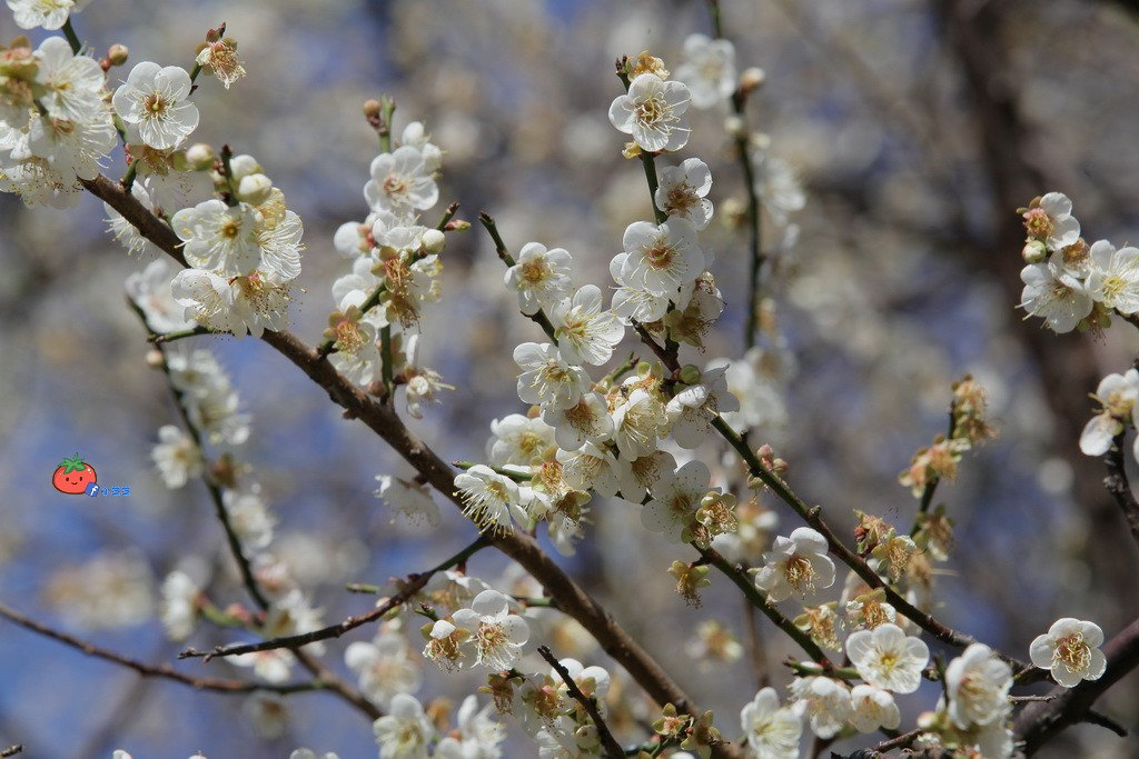 2018志成公園梅花花況
