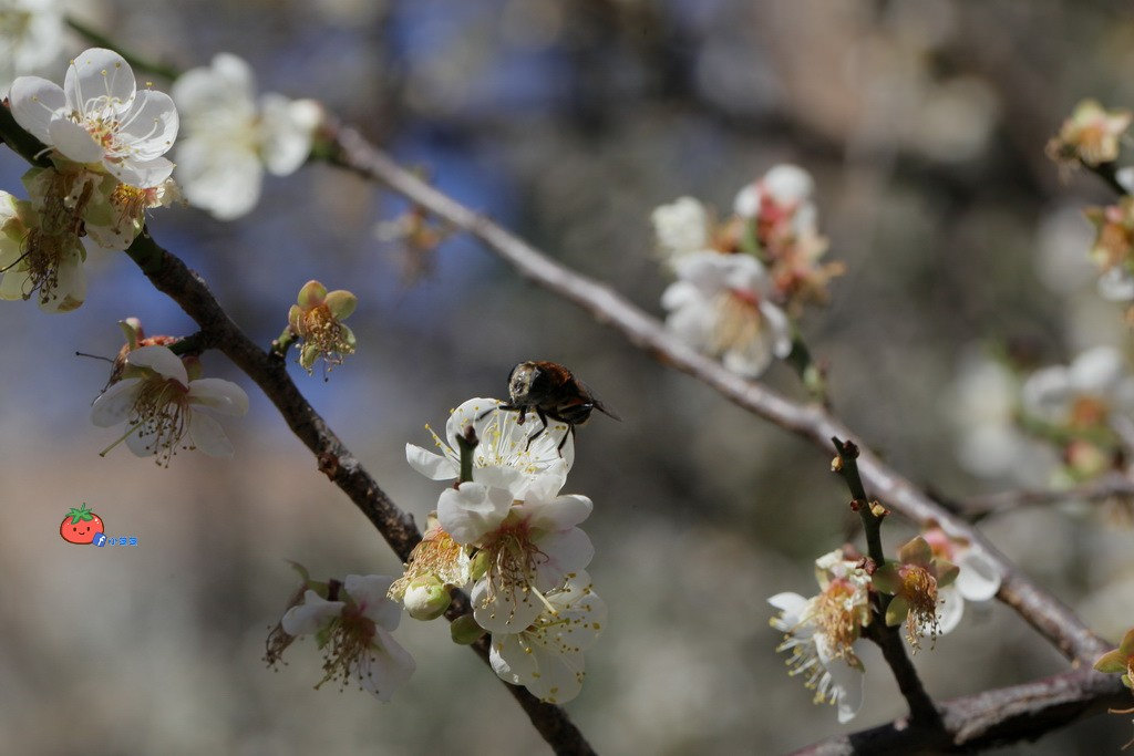 2018志成公園梅花花況