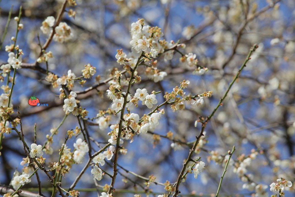 2018志成公園梅花花況