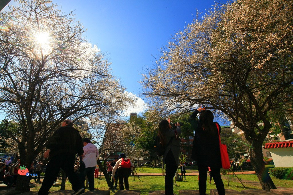 2018志成公園梅花花況