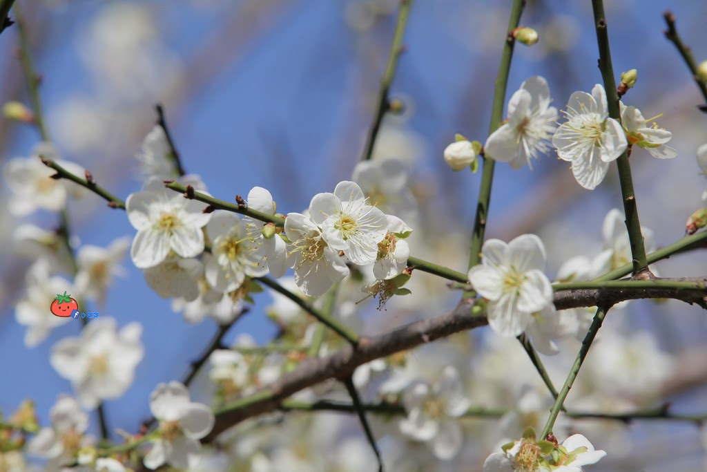 2018志成公園梅花花況