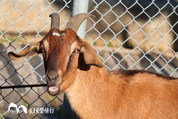 星月大地景觀餐廳：台中親子餐廳-星月大地景觀休閒園區｜麗寶樂園旁台中夜景超推薦蜜糖吐司