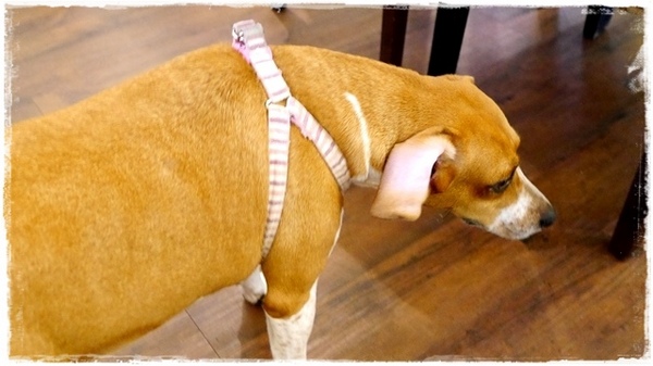 Livia's kitchen - 薇甜：【新北◍•ᴗ•◍新店】美食・薇甜Livia's kitchen食記｜當Q彈麻糬遇上法式吐司