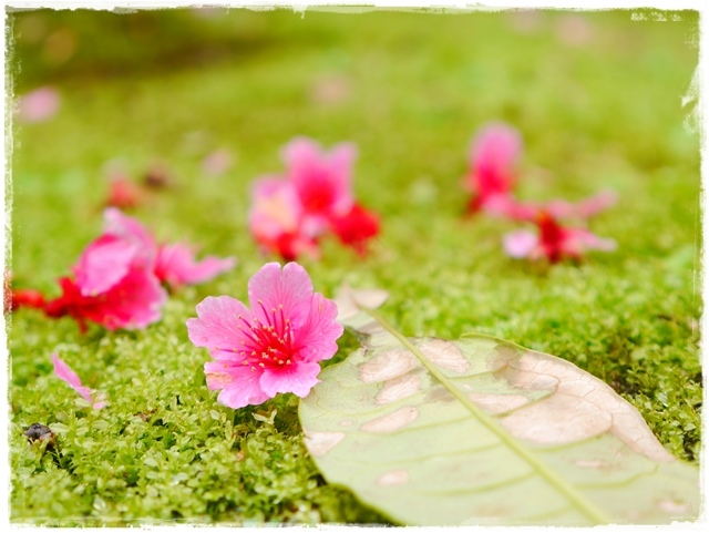 新店櫻花公園屈尺公園寒櫻花況 新店櫻花公園屈尺公園寒櫻花況