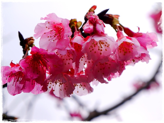 新店櫻花公園屈尺公園寒櫻花況 新店櫻花公園屈尺公園寒櫻花況