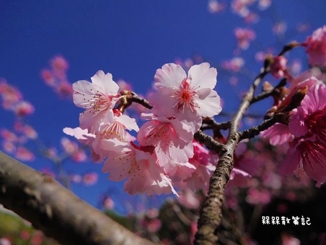 櫻花公園賞櫻