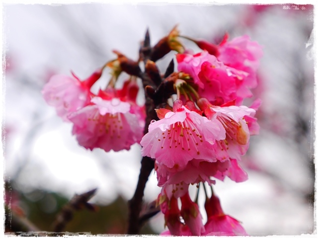 新店櫻花公園屈尺公園寒櫻花況 新店櫻花公園屈尺公園寒櫻花況