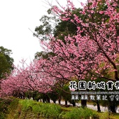 新店花園新城賞櫻 新店花園新城賞櫻
