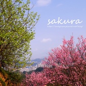 騰龍御櫻新店木柵老泉里滿山櫻花林秘境