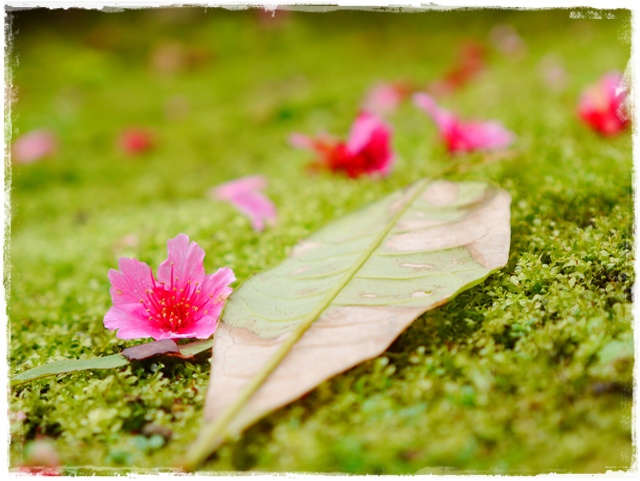 新店櫻花公園屈尺公園寒櫻花況 新店櫻花公園屈尺公園寒櫻花況