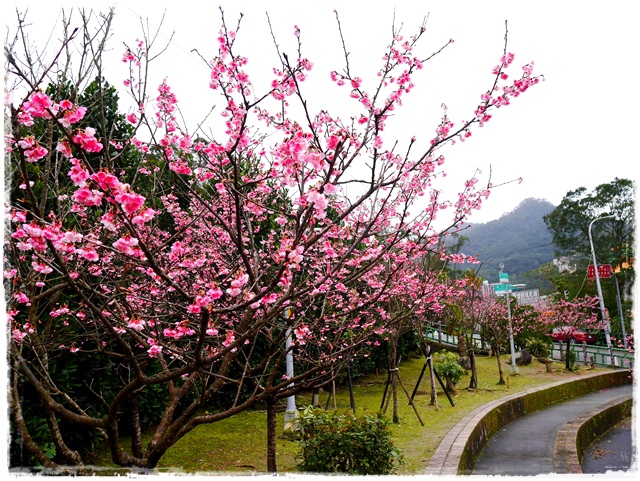 新店櫻花公園屈尺公園寒櫻花況 新店櫻花公園屈尺公園寒櫻花況