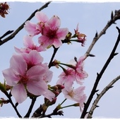 騰龍御櫻賞吉野櫻 騰龍御櫻賞吉野櫻