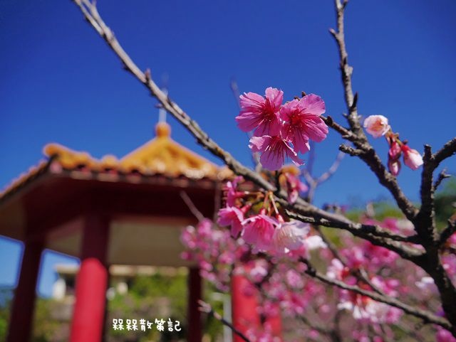 櫻花公園賞櫻