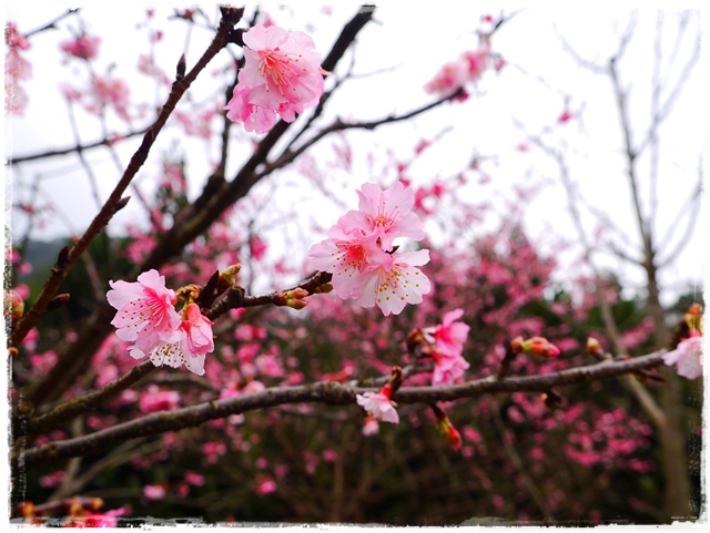 新店櫻花公園屈尺公園寒櫻花況 新店櫻花公園屈尺公園寒櫻花況