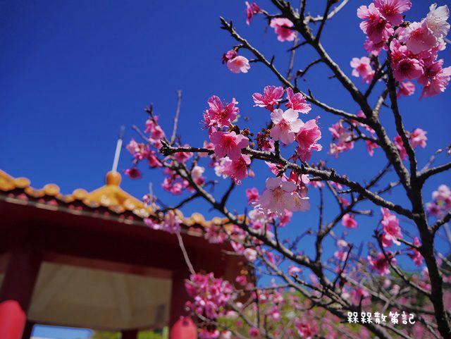 櫻花公園賞櫻